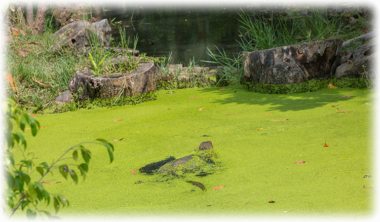 Bird watching in Lumpini Park, Bangkok - Monitor Lizard