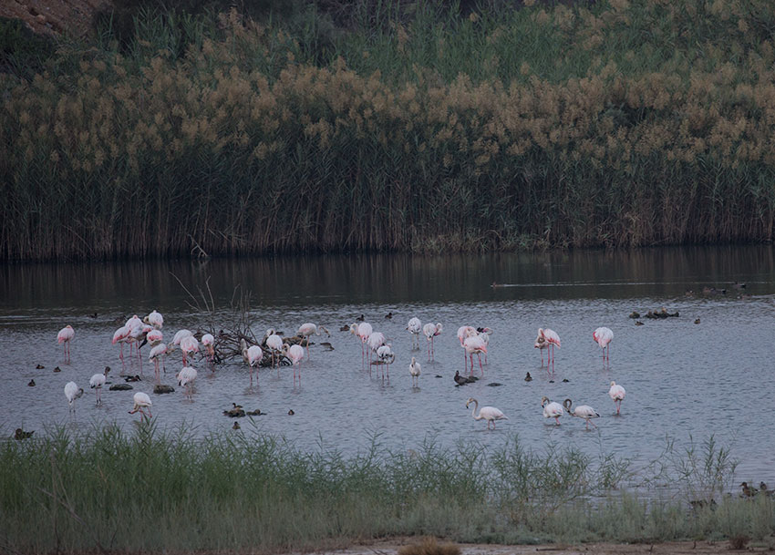 Birding/ Bird watching in Oman - Al Ansab Wetlands