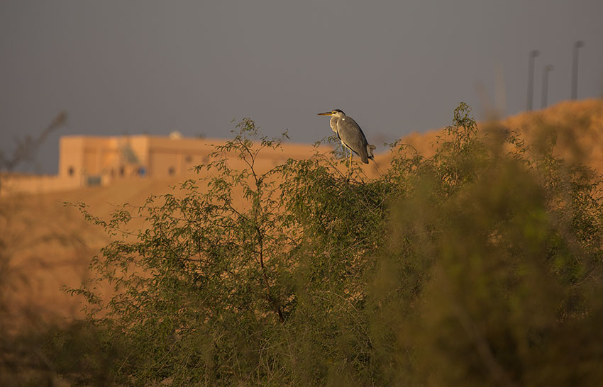 Birding/ Bird watching in Oman - Al Ansab Wetlands