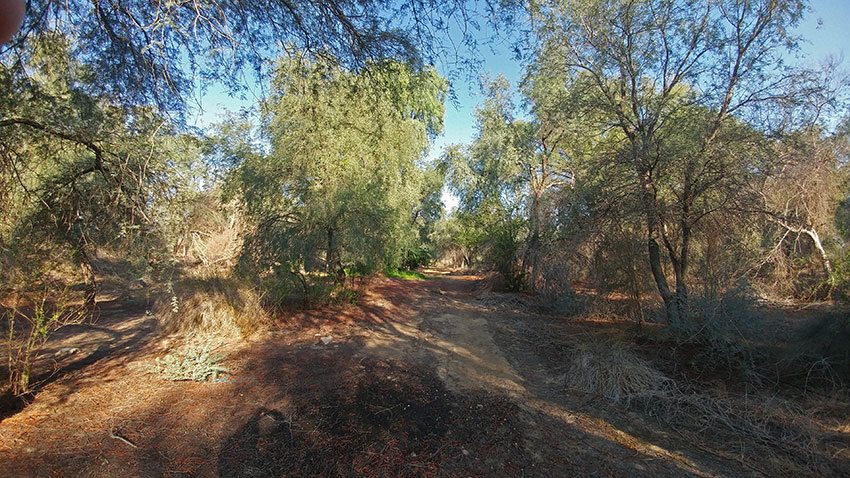 Birding/ Bird watching in Mushrif Park, Dubai, United Arab Emirates