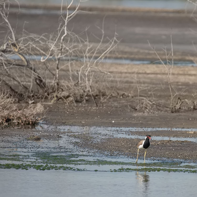 Birding/ Bird watching at Ras al Khor Wildlife Sanctuary, Dubai, United Arab Emirates