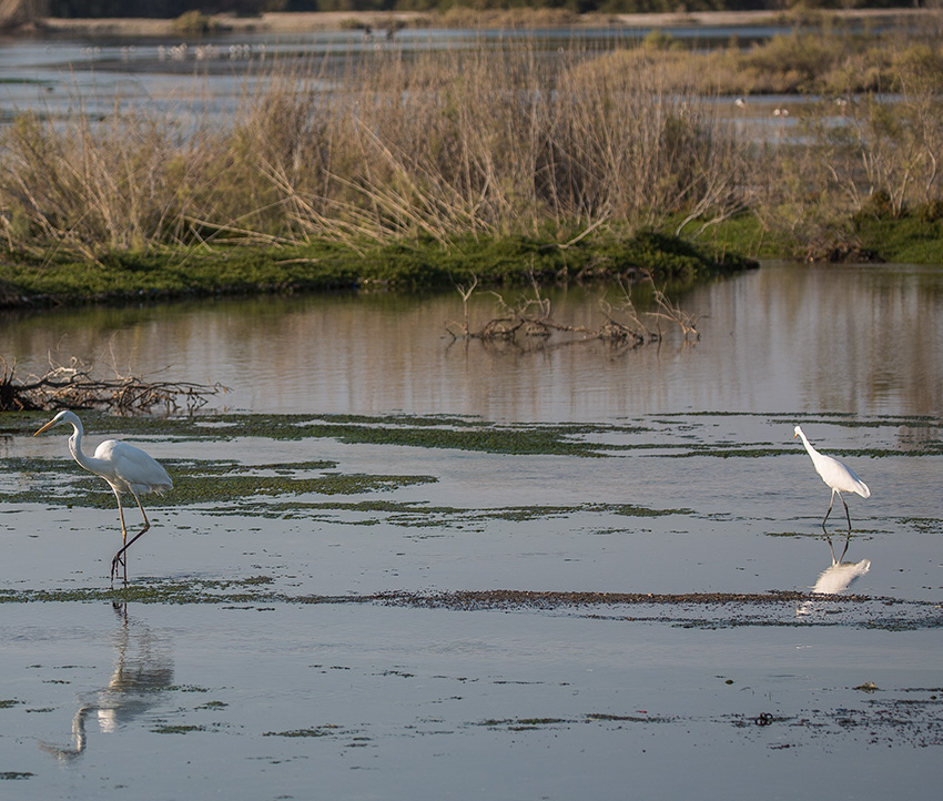 Birding/ Bird watching at Ras al Khor Wildlife Sanctuary, Dubai, United Arab Emirates