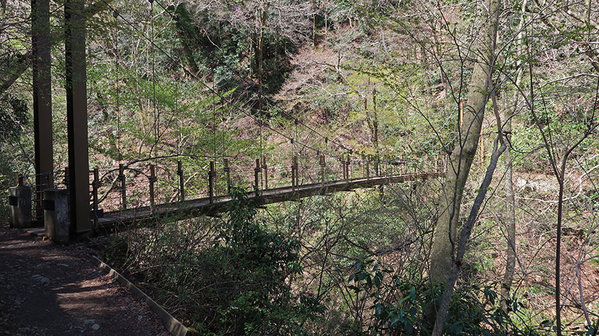Birding/ Bird watching in Japan - Mount Takao trail #4