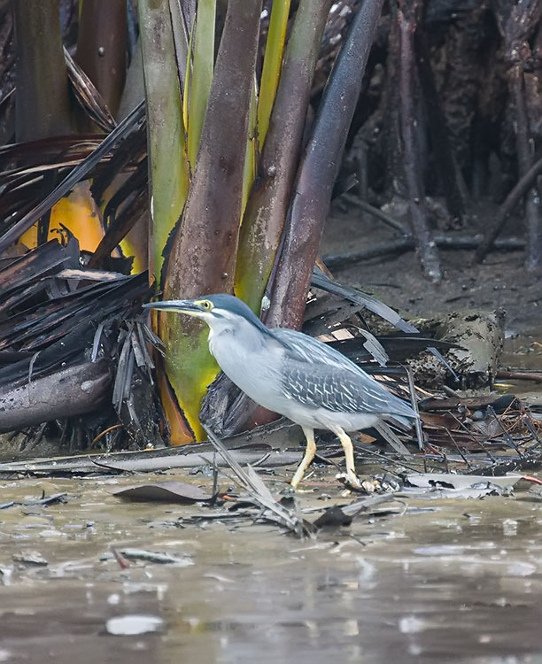 Bird watching at Red Hawk Sea in Chanthaburi - Striated Heron - นกยางเขียว 