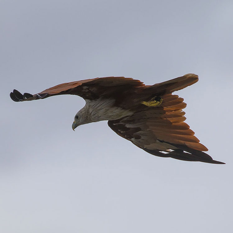 Bird watching at Red Hawk Sea in Chanthaburi - Brahminy kite - เหยี่ยวแดง