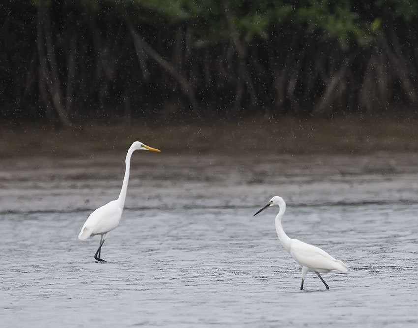 Bird watching at Red Hawk Sea in Chanthaburi - Great Egret and Intermediate Egret