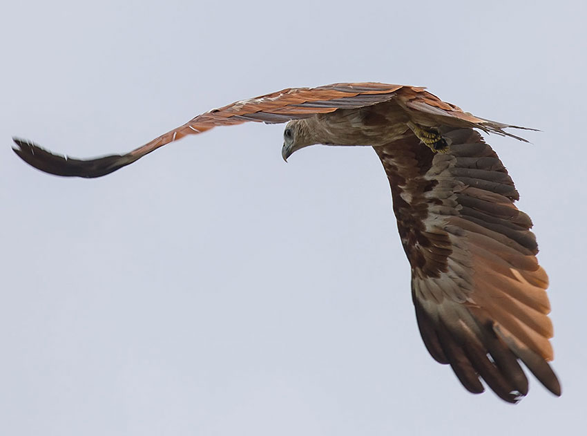 Brahminy kite / เหยี่ยวแดง