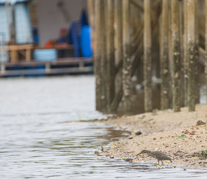 Bird watching at Red Hawk Sea in Chanthaburi