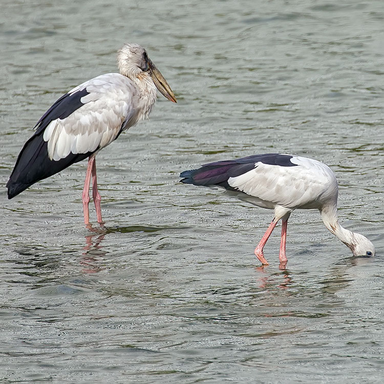 Asian Openbill Stork, นกปากห่าง