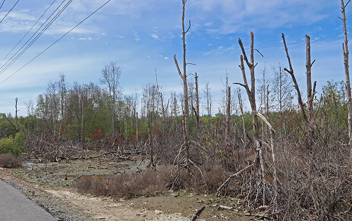 Bird watching / birding at Bang Pu