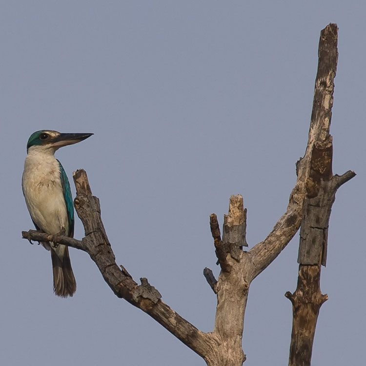 Bird watching/ Birding at Bang Pu, Bangkok - Collared Kingfisher, Todiramphus chloris, นกกินเปี้ยว, White-collared Kingfisher, Mangrove Kingfisher