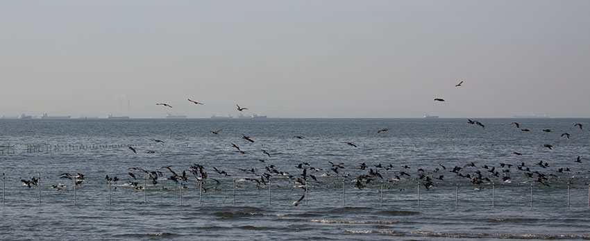 Birding/ Bird watching in Japan - Sanbanze Seaside Park - Red Bunting