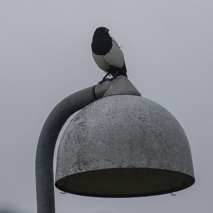 Bird watching in Copenhagen