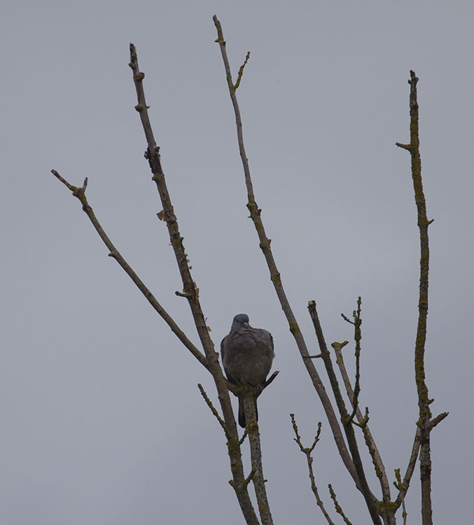 Bird watching in Copenhagen