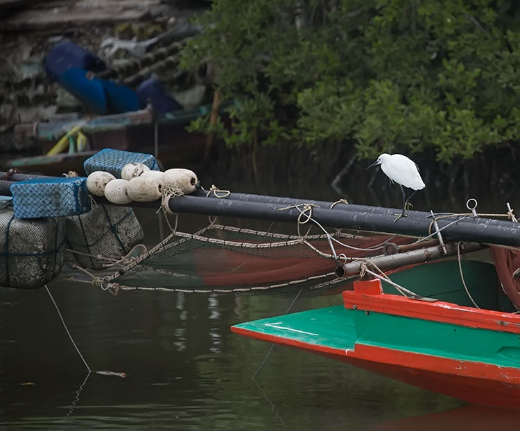 Little Egret, Egretta garzetta, นกยางเปีย, コサギ