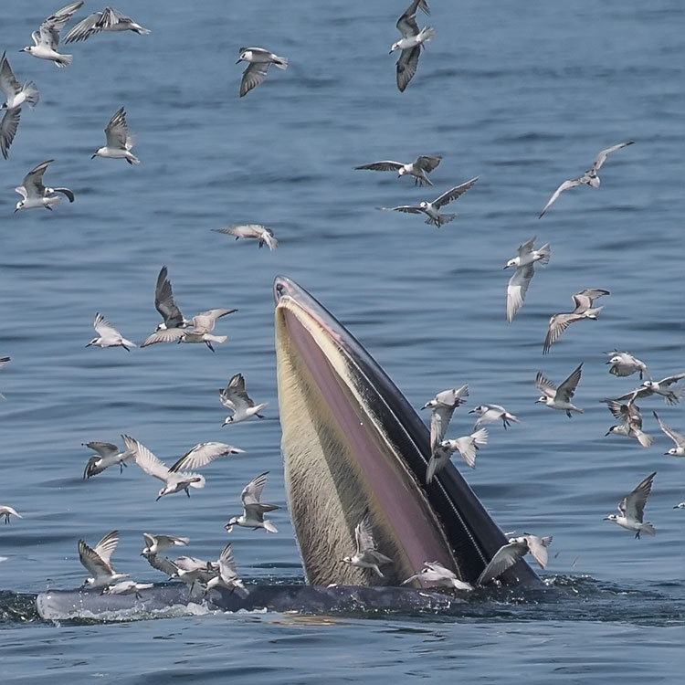 Whale Watching with Wild Encounter Thailand - Bryde's Whale