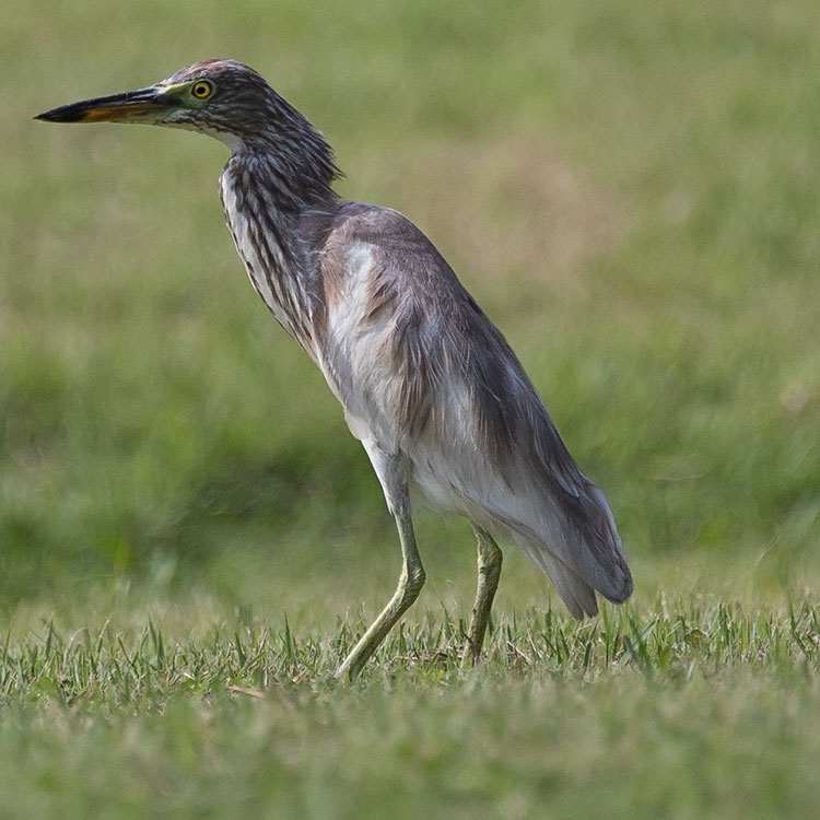 Pond Heron