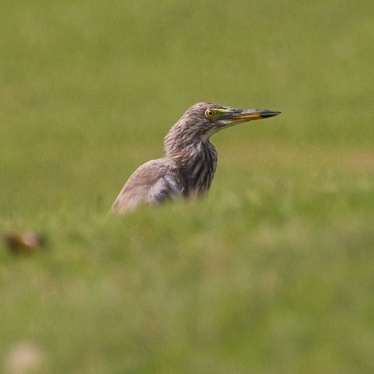 Pond Heron