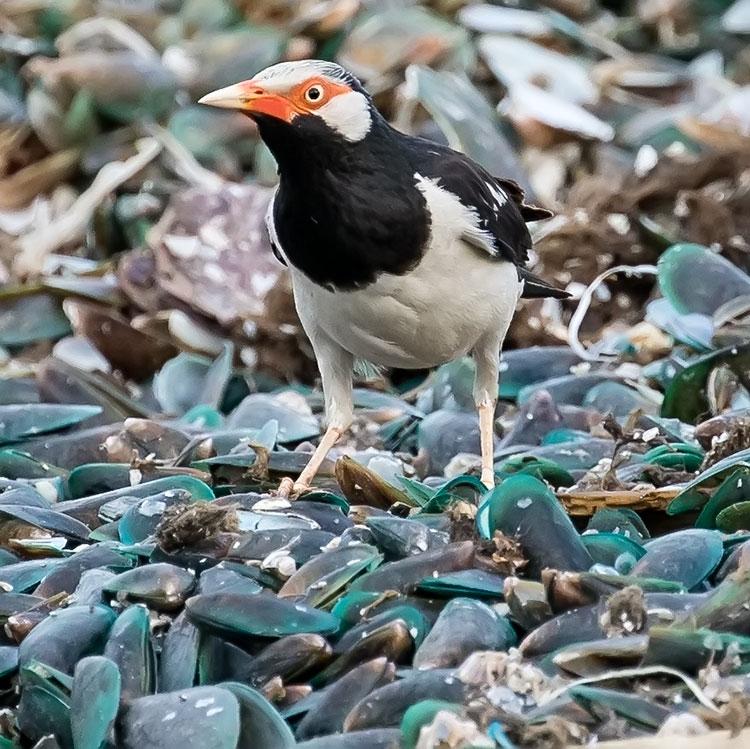 Pied Myna, Asian Pied Starling, Gracupica contra, นกอีแจว, Siamese Pied Myna, Gracupica floweri