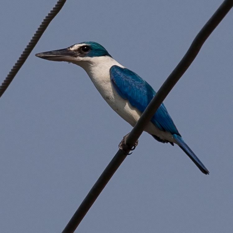 Collared Kingfisher, Todiramphus chloris, นกกินเปี้ยว, White-collared Kingfisher, Mangrove Kingfisher