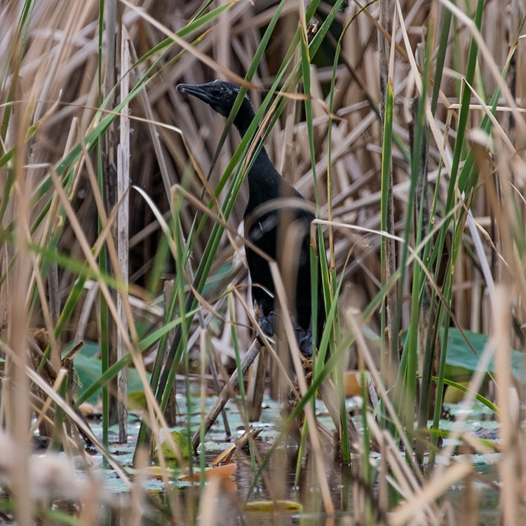 Birding/ Bird watching at Khao Sam Roi Yot NP--Bueng Bua, Thailand