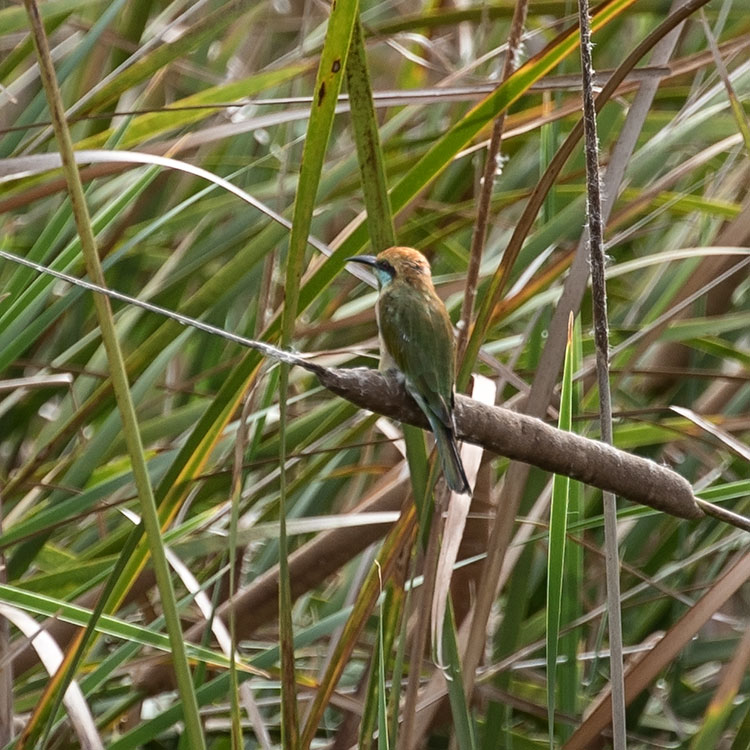 Birding/ Bird watching at Khao Sam Roi Yot NP--Khao Khan Bandai & Lung Cha's Homestay vicinity, Thailand