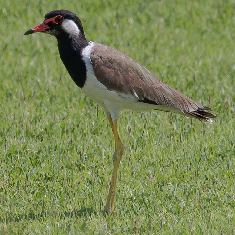 Red-wattled Lapwing, นกกระแตแต้แว้ด, Vanellus indicus