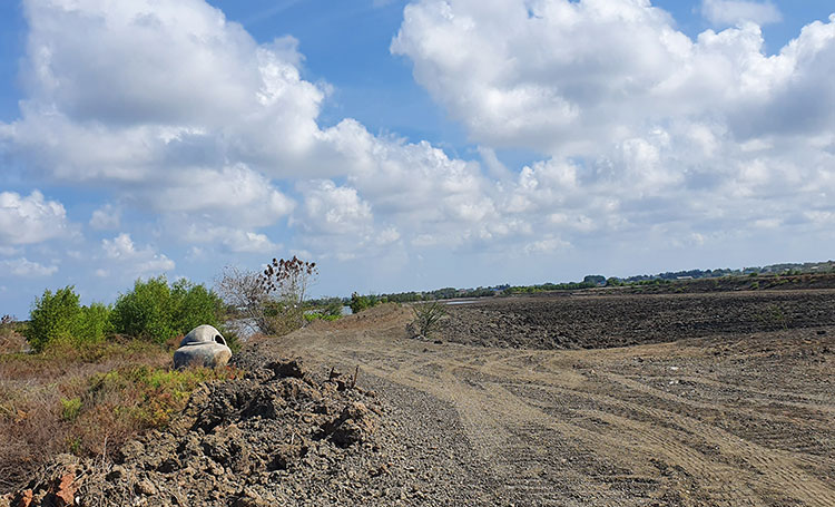 Birding/ Bird watching at Khok Kham Salt Pans, Samut Sakorn, Thailand