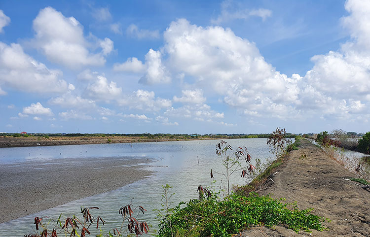Birding/ Bird watching at Khok Kham Salt Pans, Samut Sakorn, Thailand
