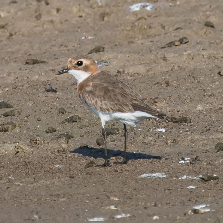 Lesser Sand Plover, Charadrius mongolus, นกหัวโตทรายเล็ก