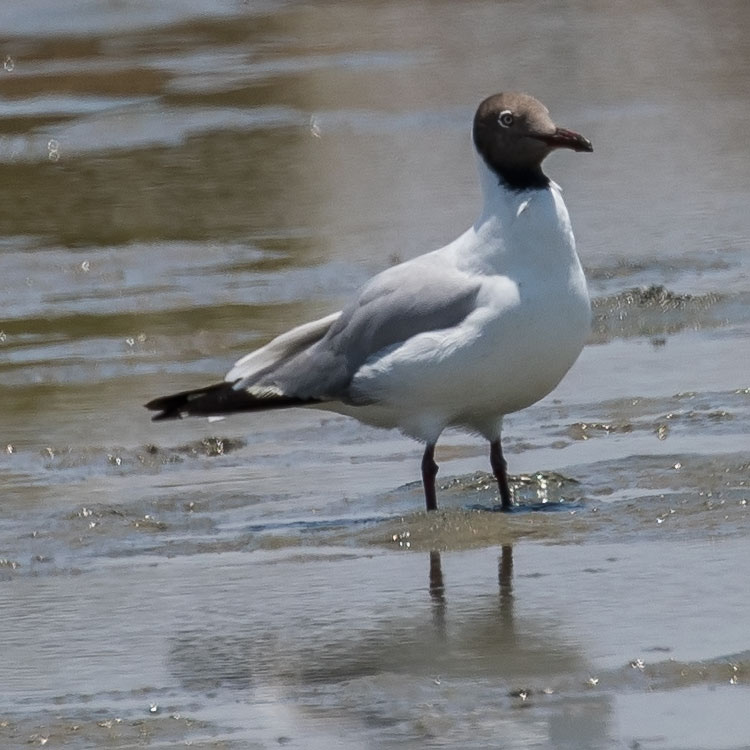 Brown-headed Gull, Chroicocephalus brunnicephalus, นกนางนวลธรรมดา