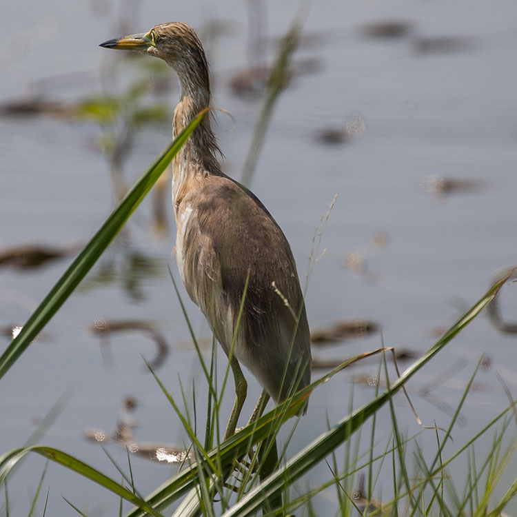Birding/ Bird watching at Praek Nam Daeng Marshlands & Fish Ponds (general area), Samut Songkhram, Thailand