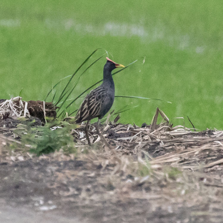 Birding/ Bird watching at Lat Krabang paddies, Bangkok, Thailand