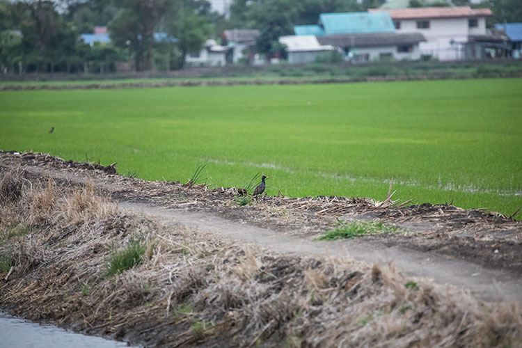 Birding/ Bird watching at Lat Krabang paddies, Bangkok, Thailand