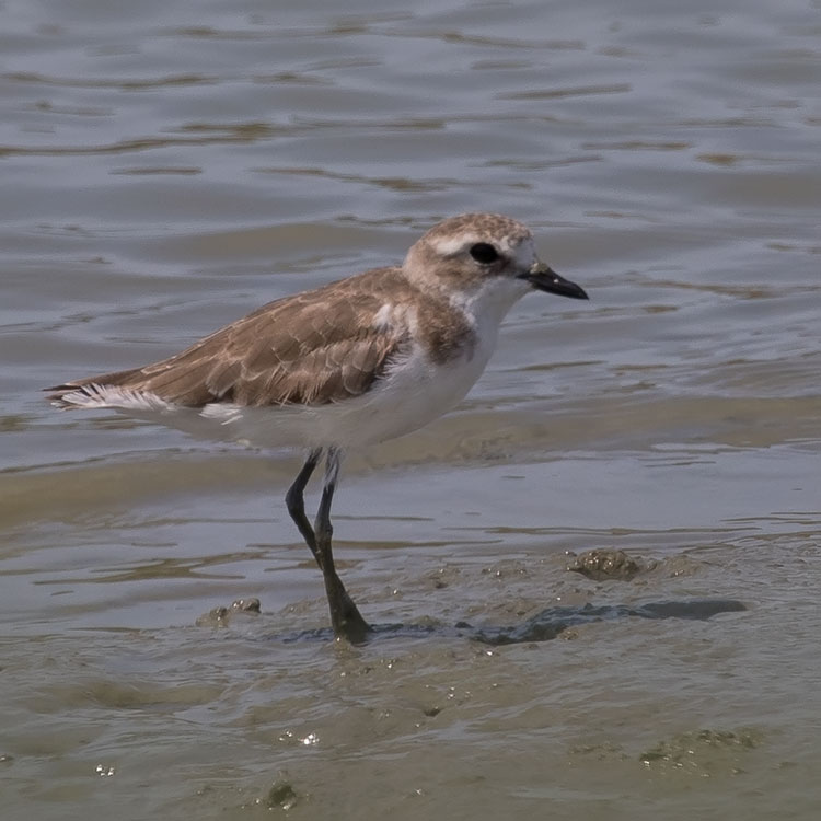 Birding/ Bird watching at the Mai Payung Restaurant vicinit