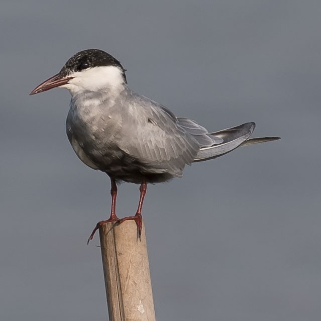 Whiskered Tern, Chlidonias hybrida, Chlidonias hybridus, นกนางนวลแกลบเคราขาว