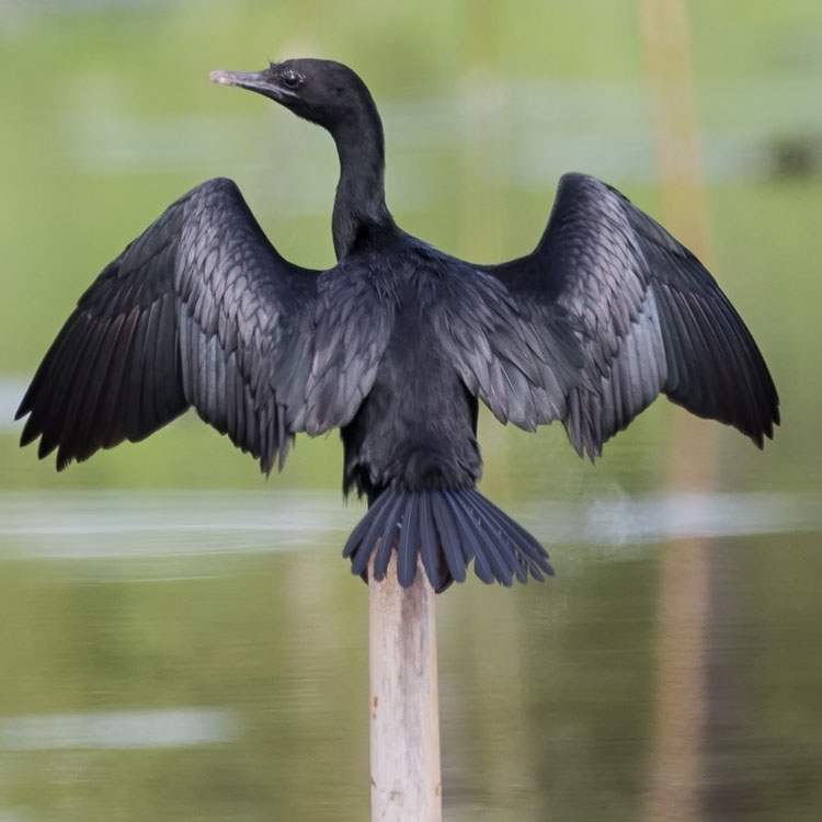 Birding/ Bird watching at Praek Nam Daeng Marshlands & Fish Ponds, Samut Songkhram, Thailand