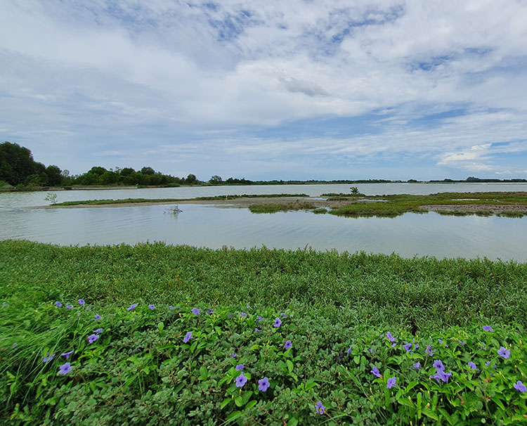 Bird watching in Phetchaburi Rice Fields - eBird hotspot: Bang Tabun Ok Duck & Ibis Lake