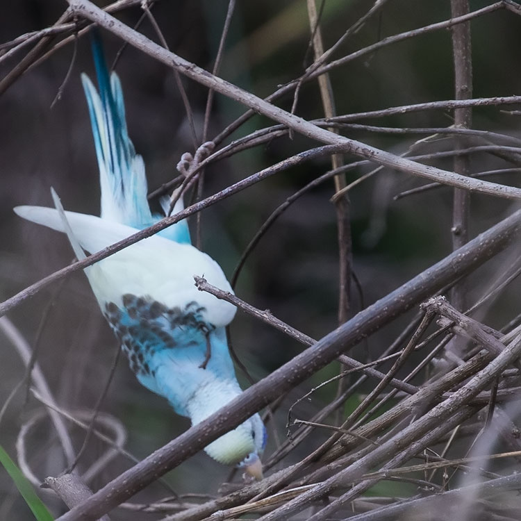 Budgerigar