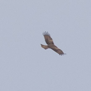 Black Kite