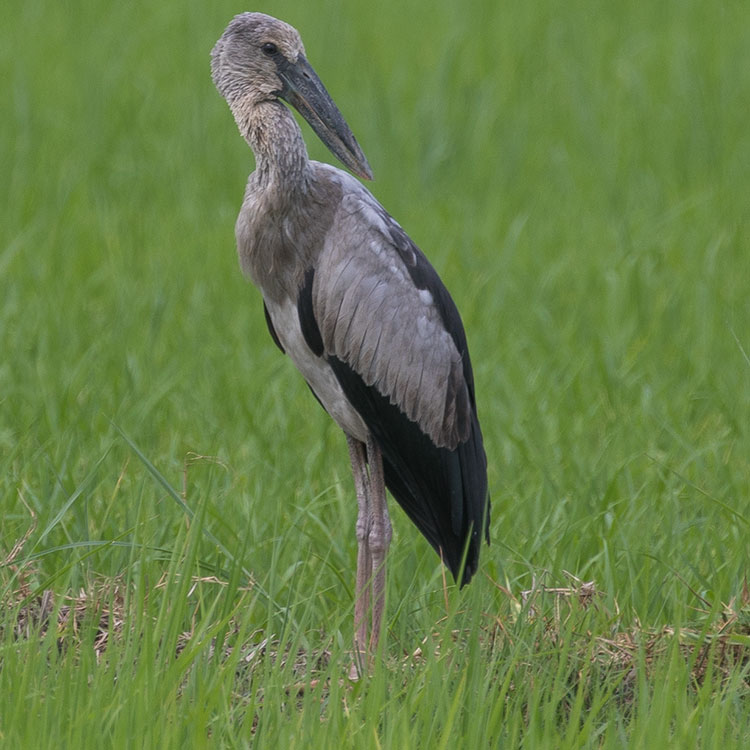 Asian Openbill