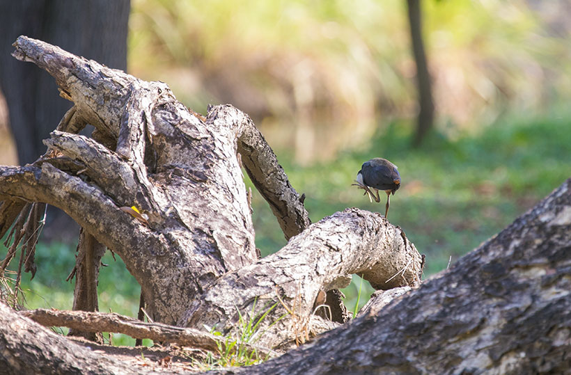 White-breasted Waterhen