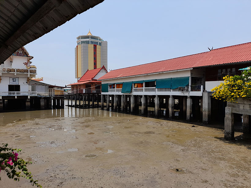 Bird watching at Wat Hong Thong / วัดหงษ์ทอง
