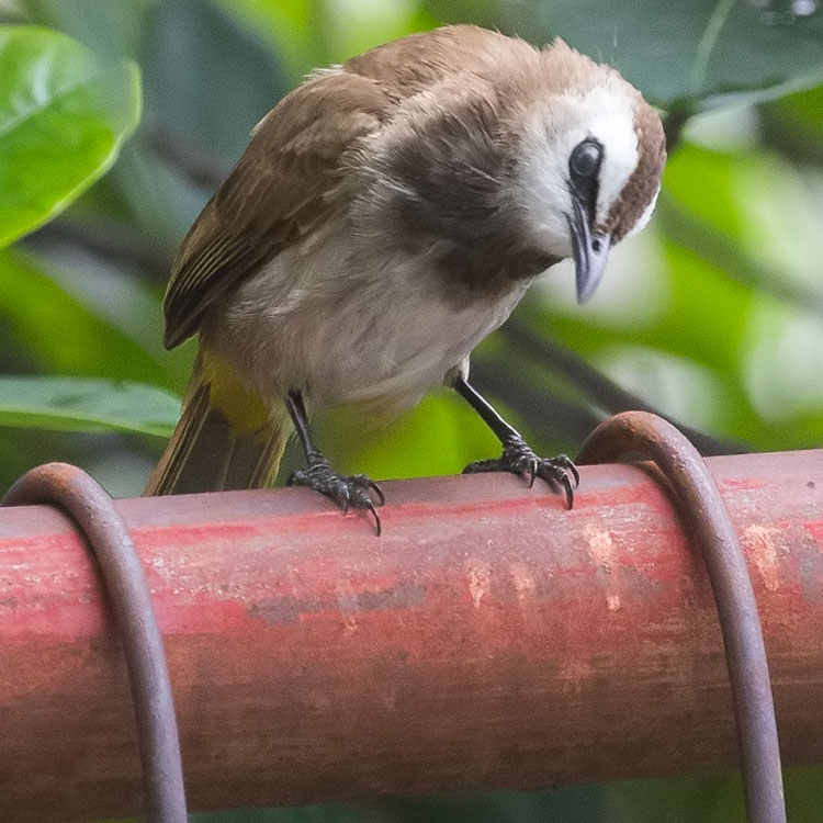 Amaranth Suvarnabhumi Hotel - Yellow-vented bulbul, Eastern Yellow-vented Bulbul, Pycnonotus goiavier, นกปรอดหน้านวล