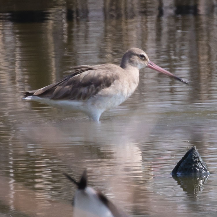 Bird watching at Bang Pu--Recreation Center