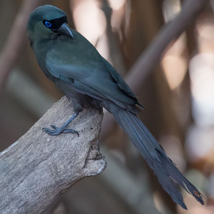 Bird watching at eBird hotspot: Bang Pu--Recreation Center