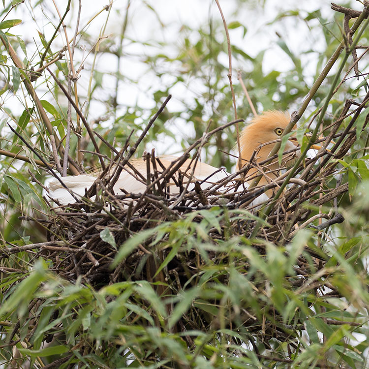 Eastern Cattle Egret, Bubulcus coromandus, นกยางควาย, Cattle Egret, Bubulcus ibis