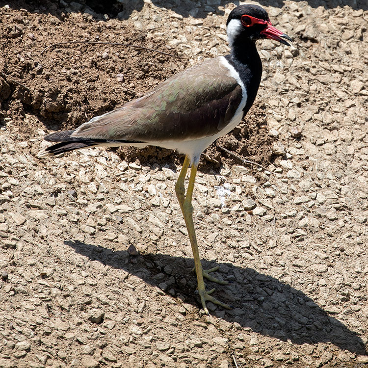 Red-wattled Lapwing, นกกระแตแต้แว้ด, Vanellus indicus