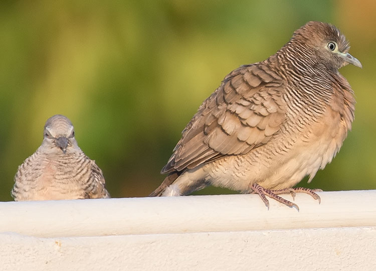 Zebra Dove, Geopelia striata, นกเขาชวา