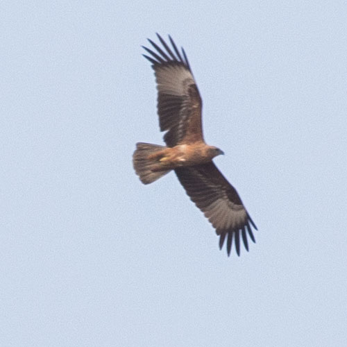 Brahminy kite, Haliastur indus, เหยี่ยวแดง